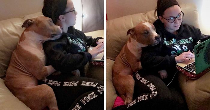 Woman Adopts A Pitbull, And The Dog Can’t Stop Hugging Her