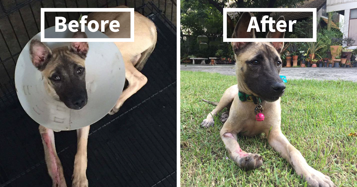 Puppy found badly wounded and scared in recovery before and after rescue, showing healing and comfort outdoors.