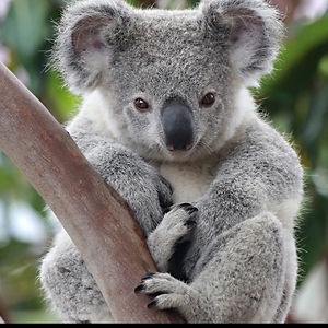 tolentino_pidor avatar