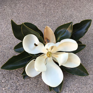 sophia-wessling05 avatar