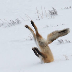 inveteratewayfarer avatar