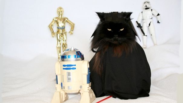 Black cat dressed as a Star Wars character with angry expression among toy droids representing angry animals concept.