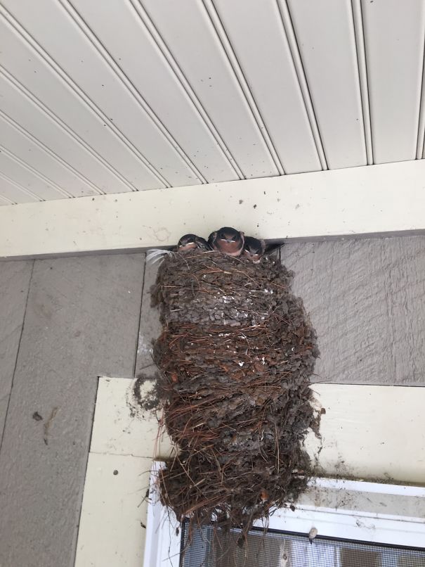 Three young birds peeking out from a large nest built on a house exterior, part of angry animals you wouldn't want to meet.