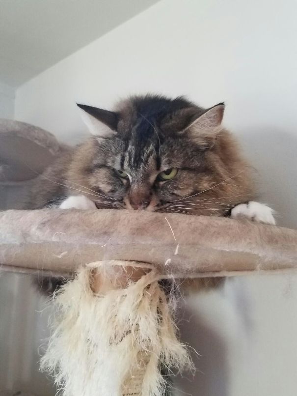 Angry tabby cat lying on a worn scratching post with an intense glare, one of the angriest animals you wouldn't want to meet.
