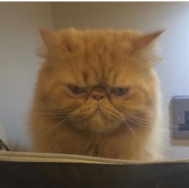 Angry-looking fluffy orange cat with a grumpy face, one of the angriest animals you wouldn't want to meet in your way