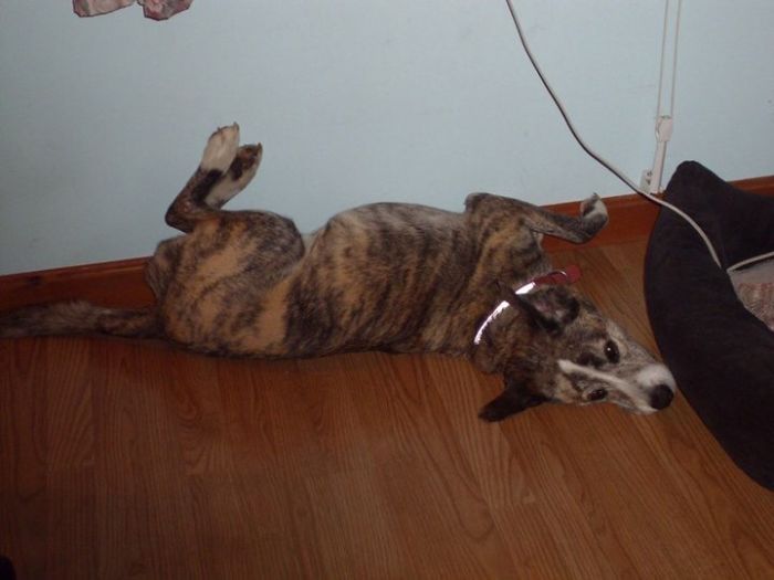 Reasons You Should Never Own A Rescue Reasons You Should Never Own A Rescue