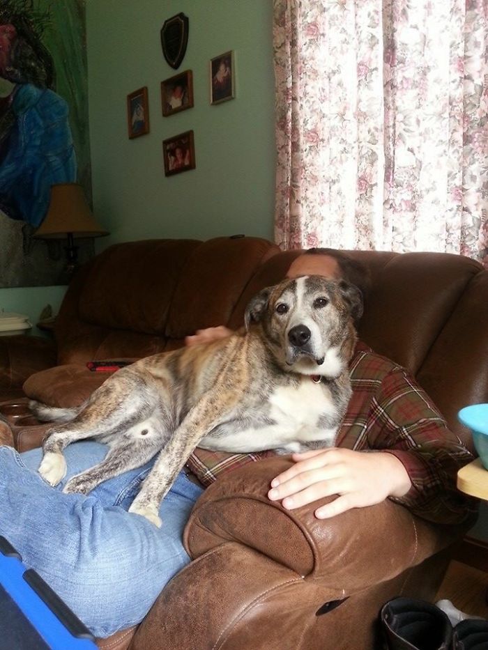 Reasons You Should Never Own A Rescue Reasons You Should Never Own A Rescue