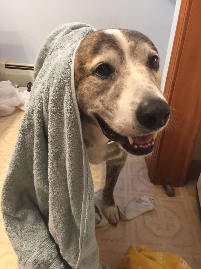 Reasons You Should Never Own A Rescue Reasons You Should Never Own A Rescue