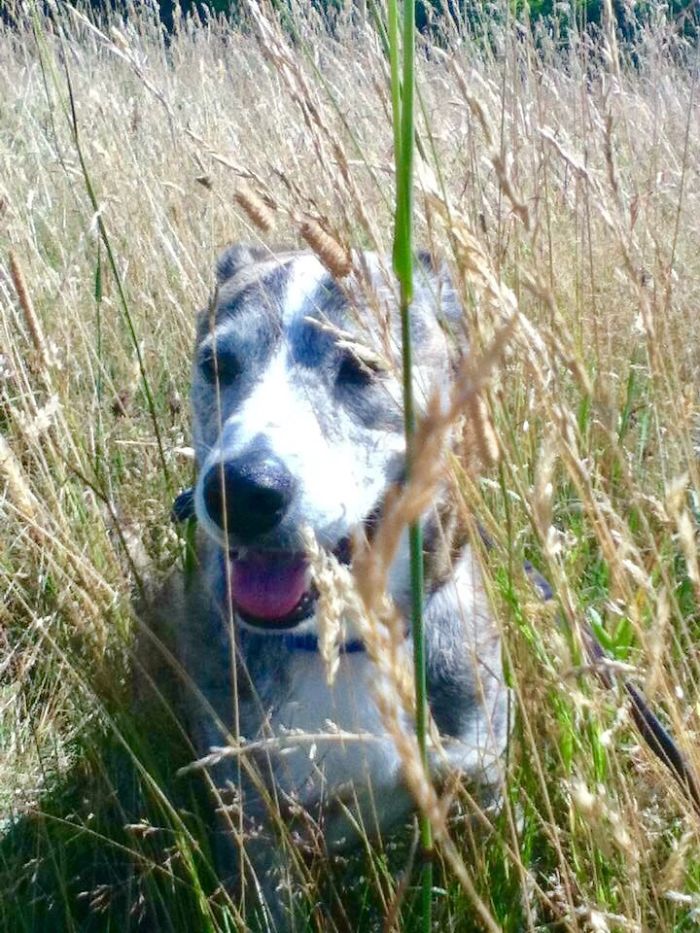 Reasons You Should Never Own A Rescue