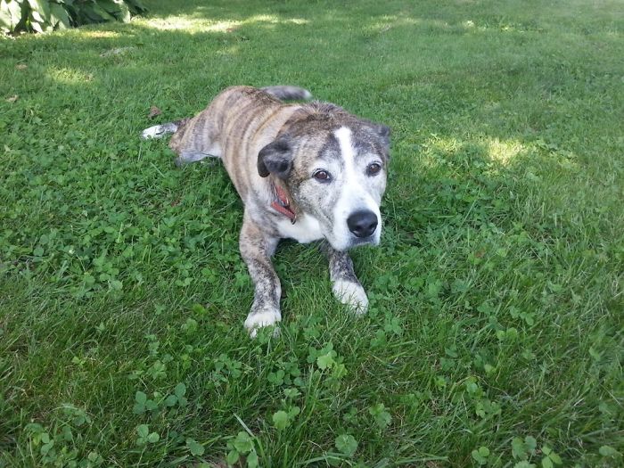 Reasons You Should Never Own A Rescue Reasons You Should Never Own A Rescue