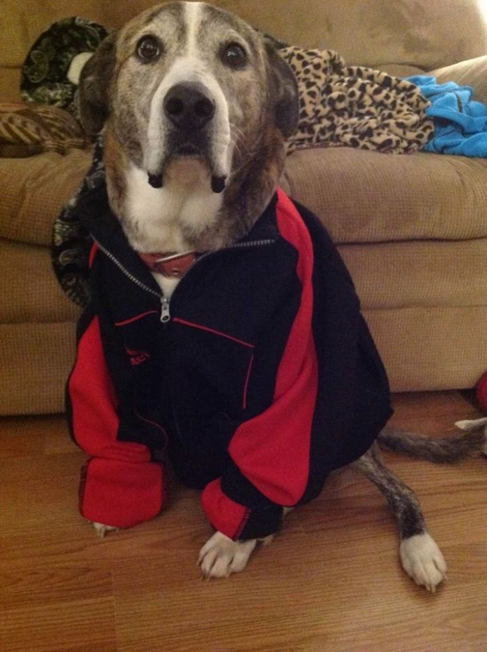 Reasons You Should Never Own A Rescue