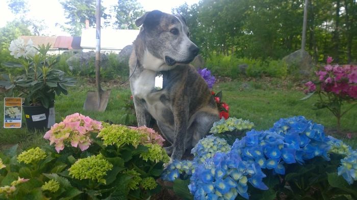 Reasons You Should Never Own A Rescue