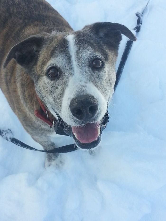 Reasons You Should Never Own A Rescue