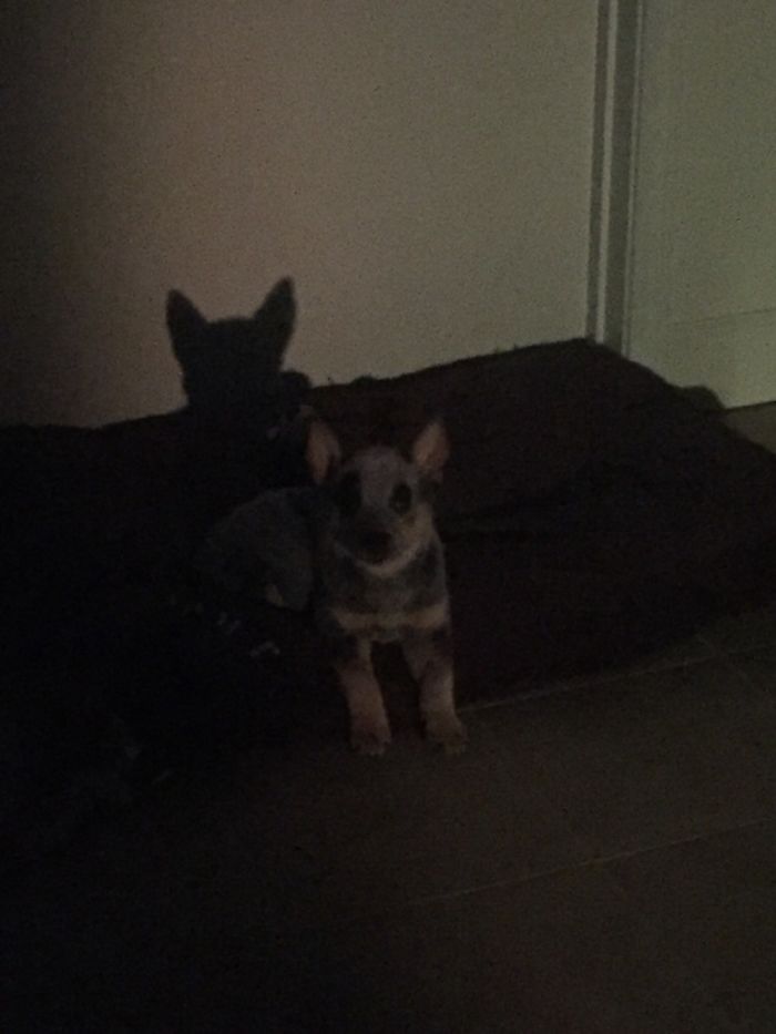 Meet Newt The Australian Cattle Dog!