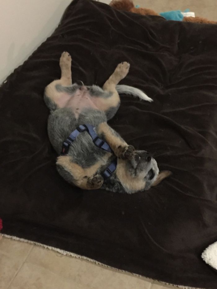 Meet Newt The Australian Cattle Dog!