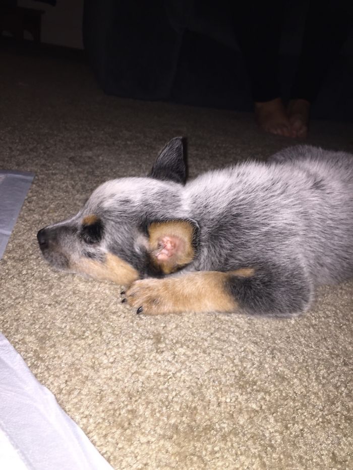 Meet Newt The Australian Cattle Dog!