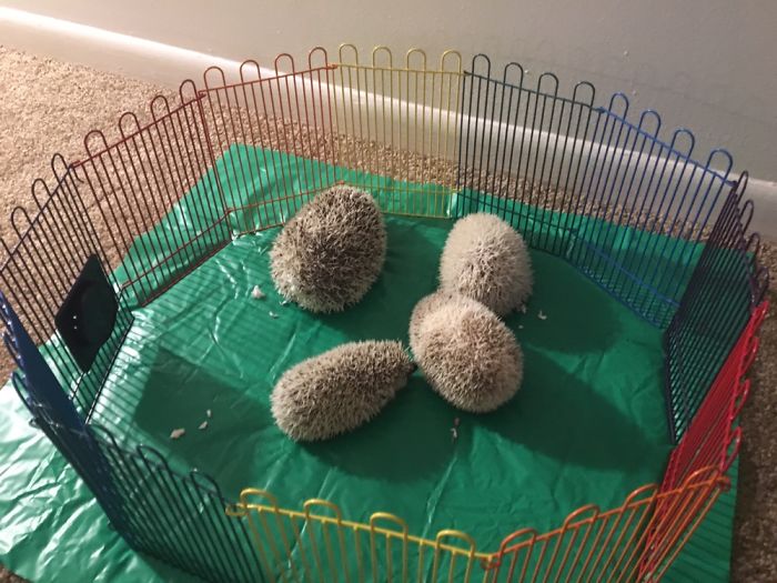 I Photographed My Hedgies