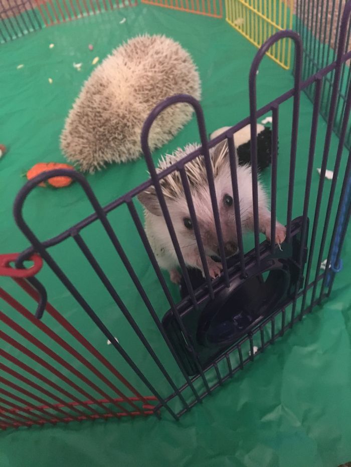 I Photographed My Hedgies