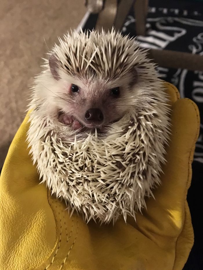I Photographed My Hedgies