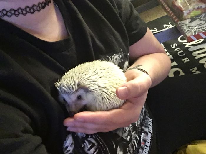 I Photographed My Hedgies