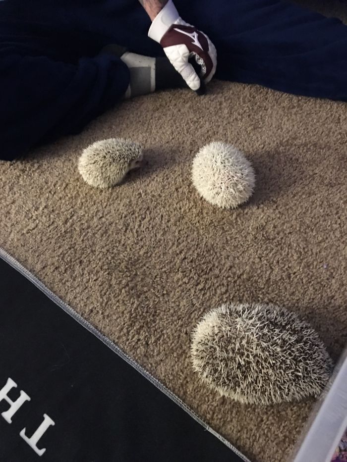 I Photographed My Hedgies