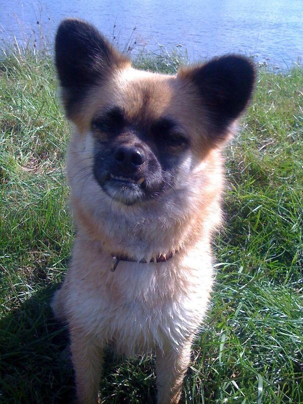 Angry animal with a fierce expression showing teeth standing on grass near a body of water in natural light.