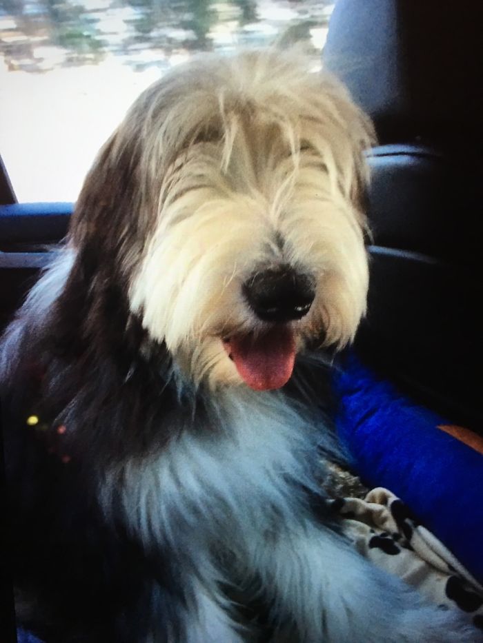 Such An Adorable Beardie...