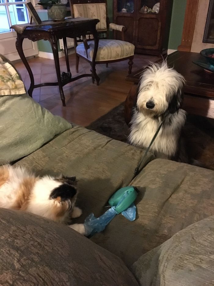 Such An Adorable Beardie...