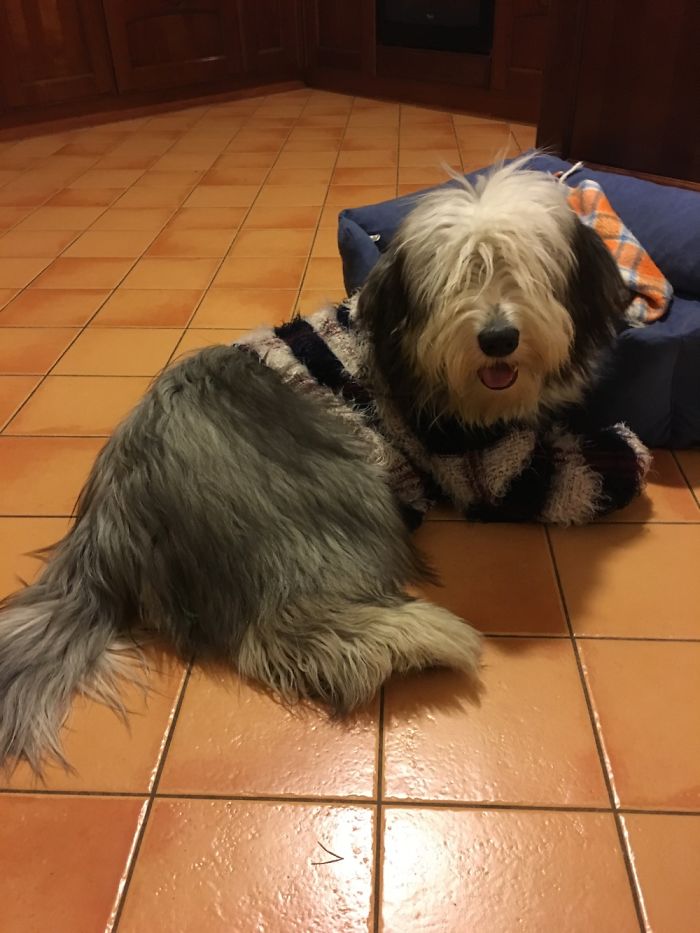 Such An Adorable Beardie...