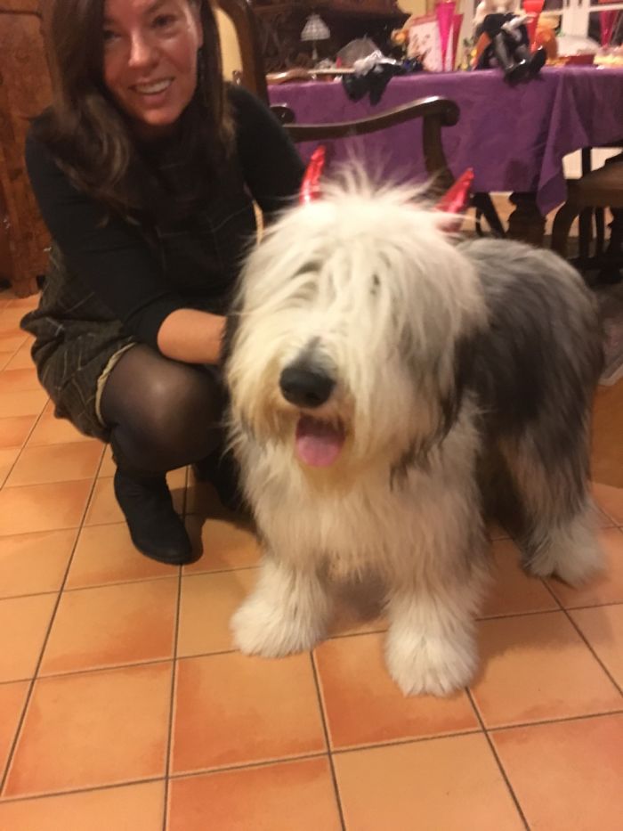 Such An Adorable Beardie...