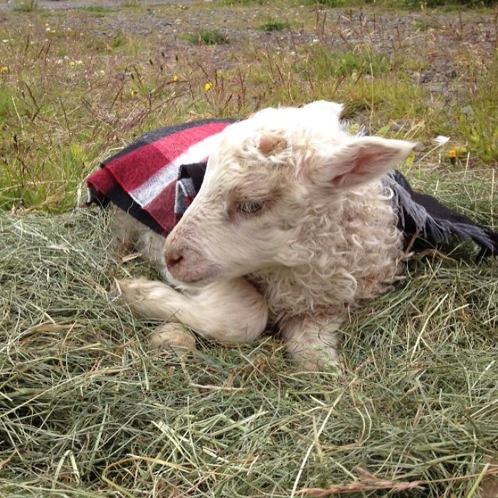 Gúbbý Taking A Nap