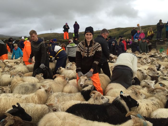 The Most Icelandic Day Of The Year, Réttir