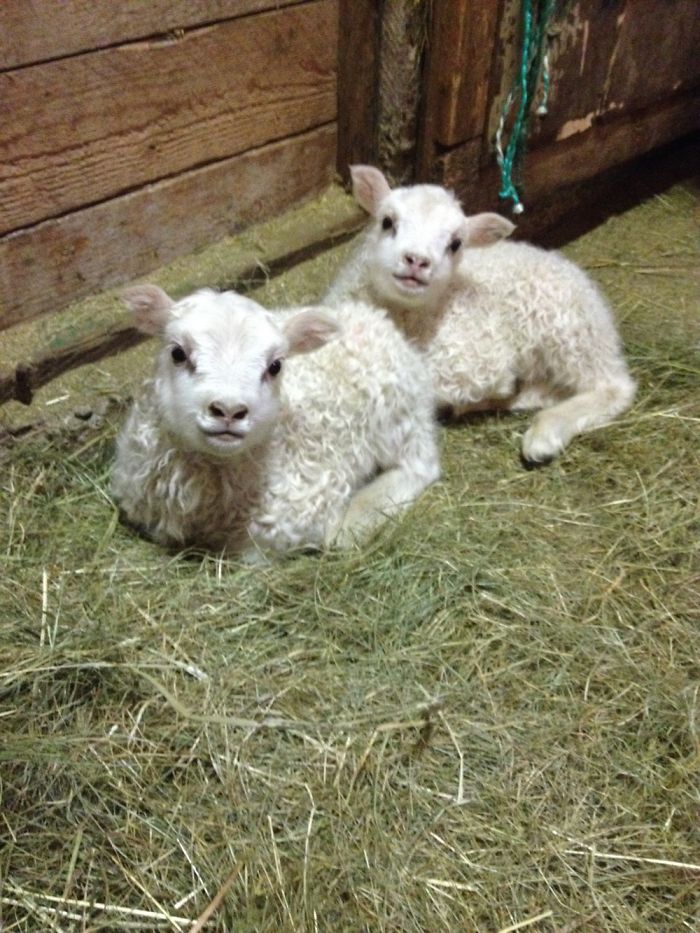 Baby Skoppa & Skrítla