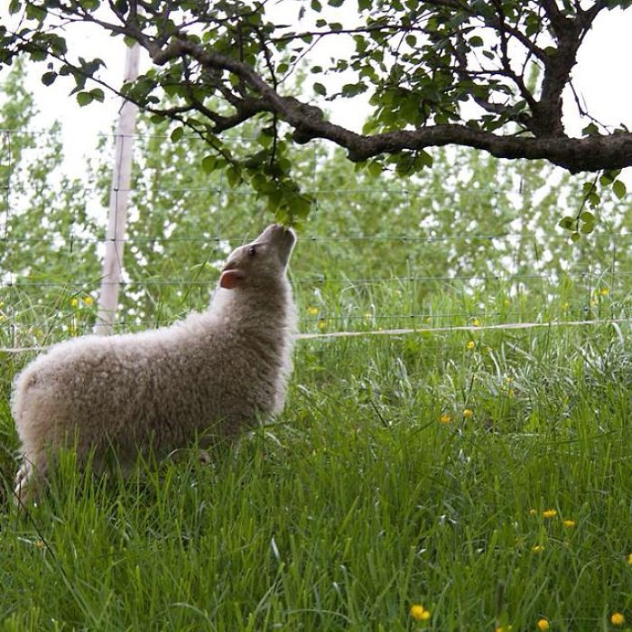 Skrítla Eating A Tree