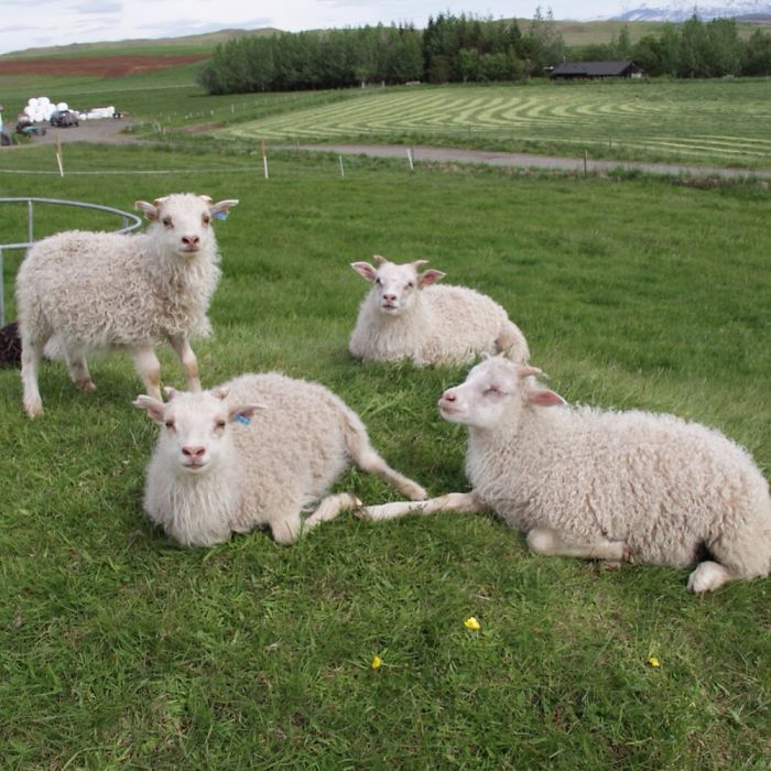 The Bottlelambs Chilling On Their Hill