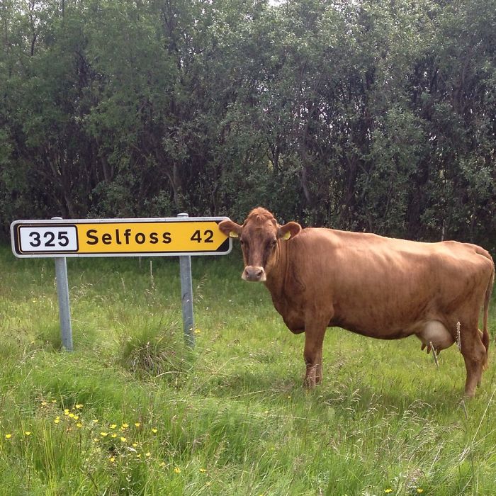 One Of Our Cows Thinking About Going To Selfoss