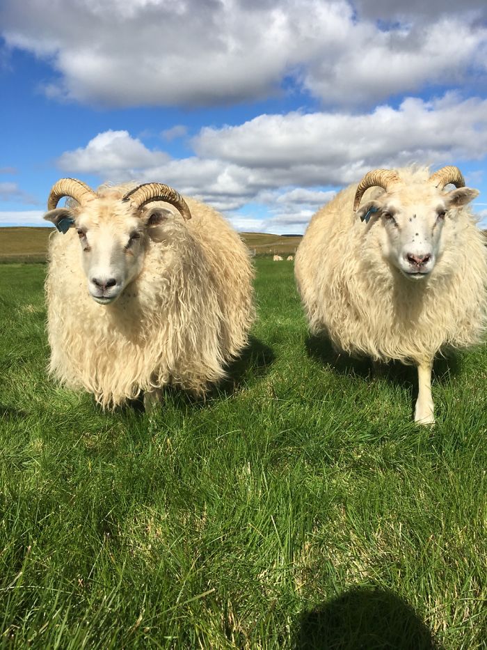 Skoppa & Skrítla, The Queens Of Móatún