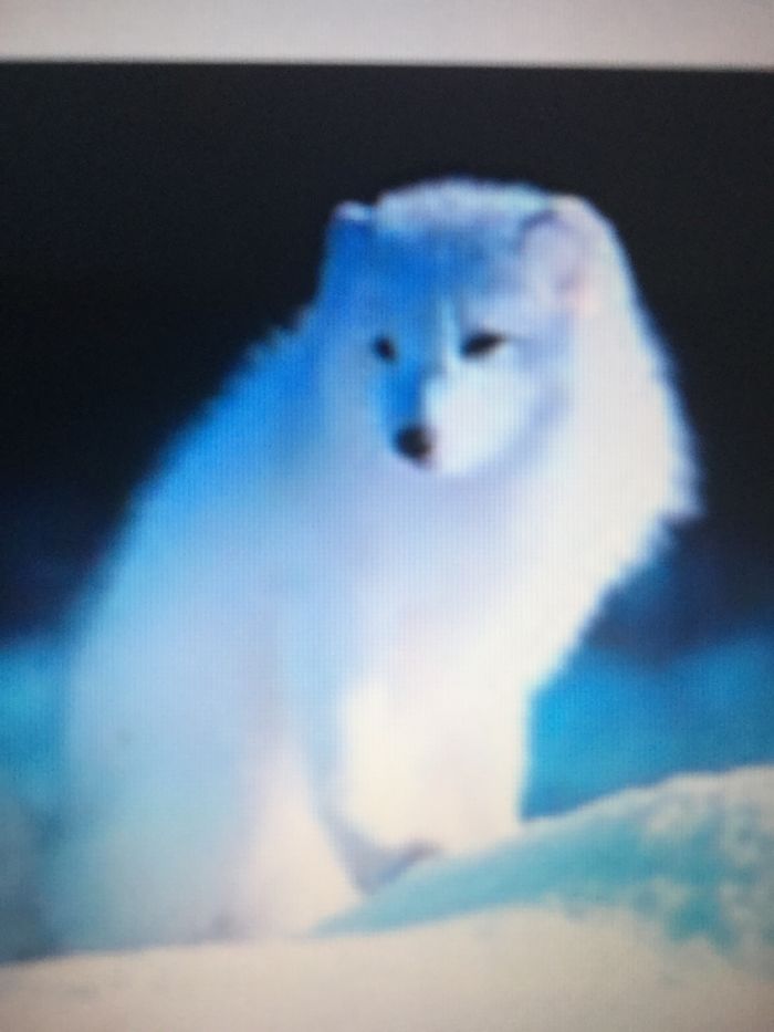 Arctic Fox Alone + Me