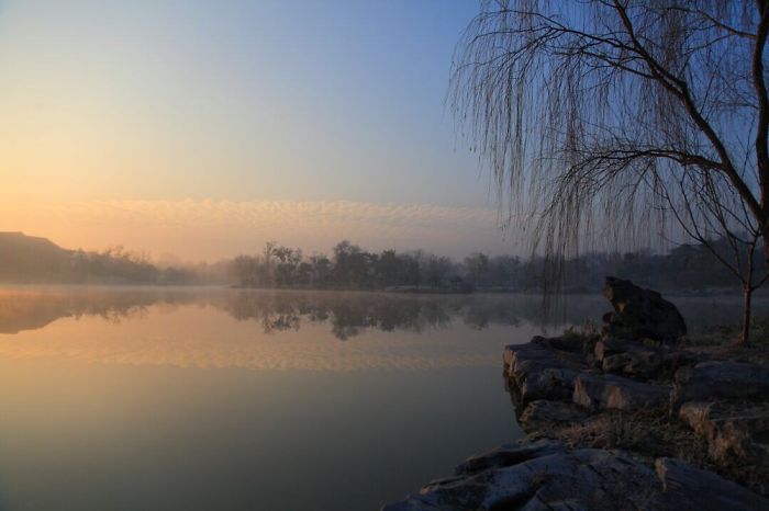 Withered Lotus In The Winter