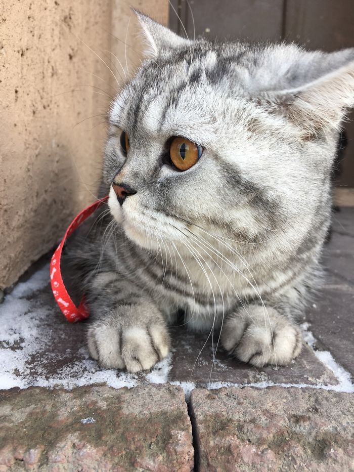 🐯 A Tiger For A Walk