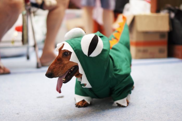 Doxiesaur