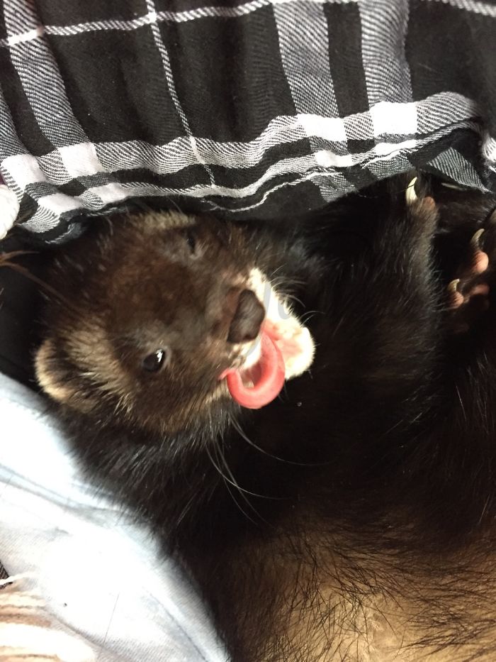 Ferret Baghira 😍😜