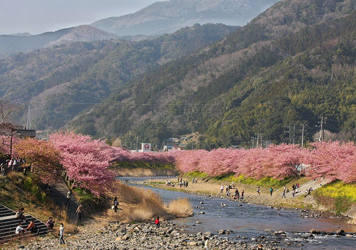 kawazu-cherry-blossoms-shizuoka-japan-5 kawazu-cherry-blossoms-shizuoka-japan-5