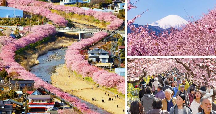 Cherry Blossoms Have Just Bloomed In This Japanese Town, And The Photos Are Magical