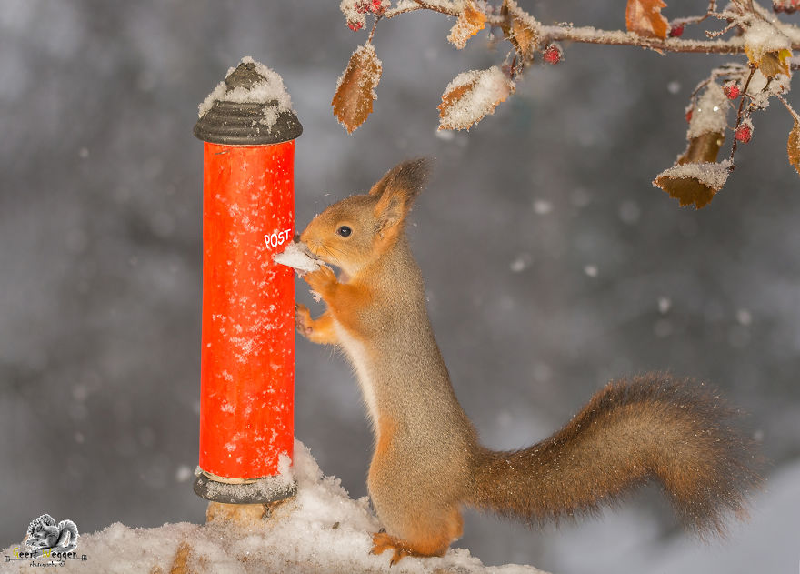Wild Red Squirrels Celebrate Valentine's Day Wild Red Squirrels Celebrate Valentine's Day
