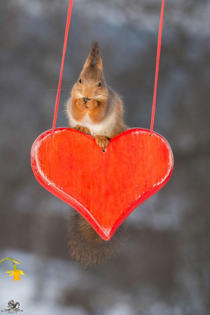 Wild Red Squirrels Celebrate Valentine's Day Wild Red Squirrels Celebrate Valentine's Day