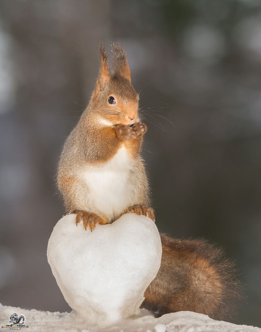 Wild Red Squirrels Celebrate Valentine's Day Wild Red Squirrels Celebrate Valentine's Day