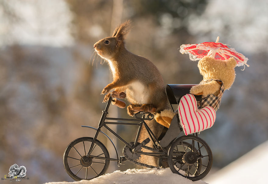 Wild Red Squirrels Celebrate Valentine's Day Wild Red Squirrels Celebrate Valentine's Day