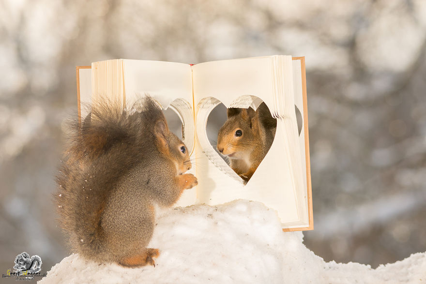 Wild Red Squirrels Celebrate Valentine's Day Wild Red Squirrels Celebrate Valentine's Day