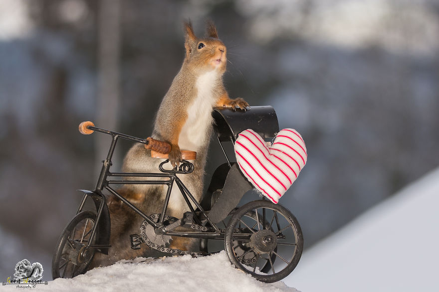 Wild Red Squirrels Celebrate Valentine's Day Wild Red Squirrels Celebrate Valentine's Day